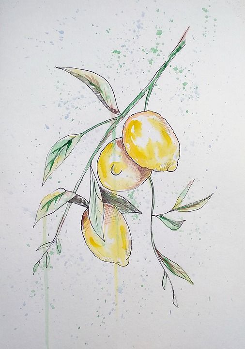 柠檬 柠檬树 绘画 柑橘类水果 画画 草图 植物学 水彩 分支