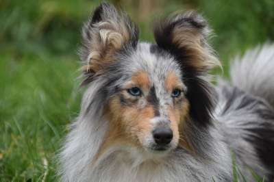 狗 母狗 狗肖像 设得兰群岛牧羊犬 纯种狗 婊子蓝色的贵族