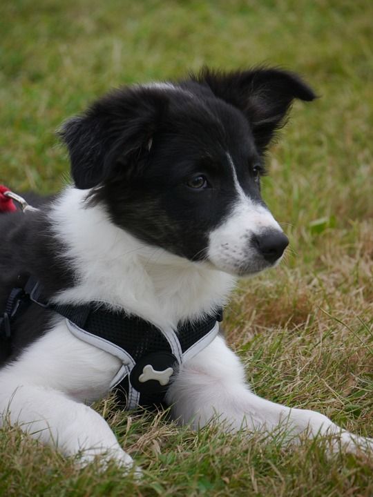 边境牧羊犬 边境 牧羊犬 犬类 狗 小狗 宠物