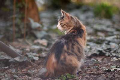 那只猫 猫似的 有色 动物 看 美丽
