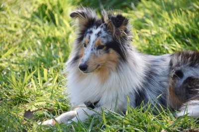 狗 母狗 狗肖像 设得兰群岛牧羊犬 纯种狗 公主的婊子蓝色的