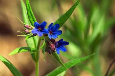 Lungwort 植物 森林 花 蓝色的 药用植物 春天 关闭