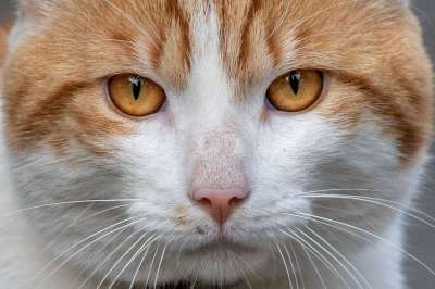 动物 猫 生姜 肖像 橙色的眼睛 特写 猫科动物 宠物