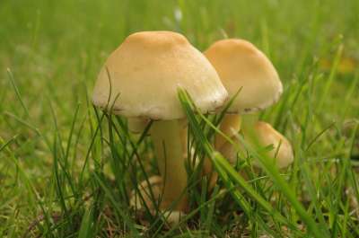 秋天 真菌学 菌 自然 草地 花园 蘑菇 垃圾