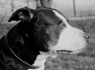 比特犬 狗 美国斯塔福德郡梗 肖像