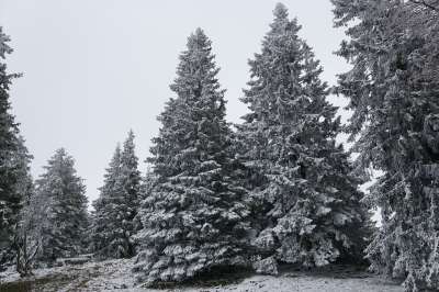 冬天 森林 枞树 公园 树木 降雪 白色的