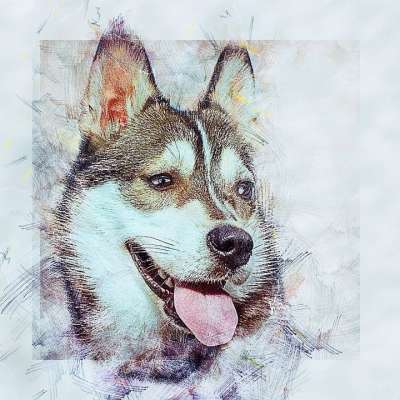 沙哑 狗 宠物 头 动物 国内的 犬类 哺乳动物 可爱的 肖像