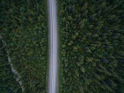 路 树木 森林 自然 空气 绿色的道路