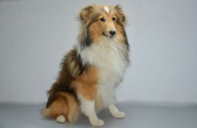 狗 婊子Nayana 设得兰群岛牧羊犬 颜色的小鹿与黑复盖 年轻的狗
