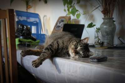猫 吉祥物 动物 休息 猫科动物