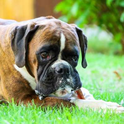 狗 宠物 犬类 动物 毛皮 鼻子 哺乳动物 狗肖像 动物世界