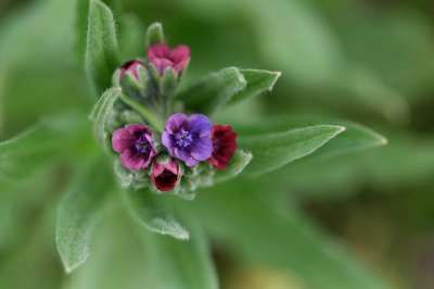 花 紫红色 荒野 小的 春天 性质 工厂 紫色 菌群
