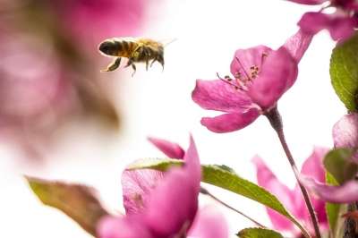 自然 蜜蜂 熊蜂 航班 花 翅膀 苹果树 苹果花 昆虫 飞