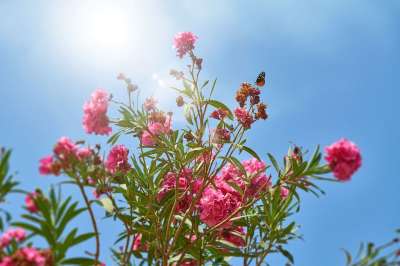 花朵 自然 春天 植物 花瓣 粉红色的花朵