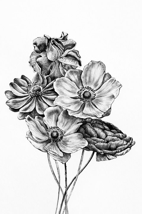黑和白 束 的 花朵 画画 图纸 单色 花的 装饰 花束