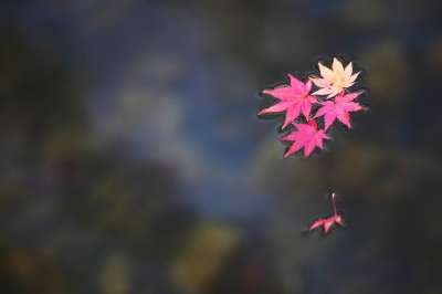 秋天的树叶 大韩民国 叶子 大自然 景观 花园 红色 七彩 韩国