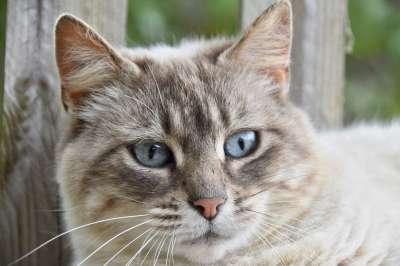 猫 宠物 猫科动物 动物 毛皮 小胡子 小猫 驯化 家猫