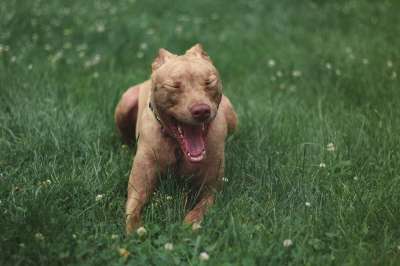 狗 Pitbull 动物 宠物 犬类 可爱的 目睹 绿色的宠物