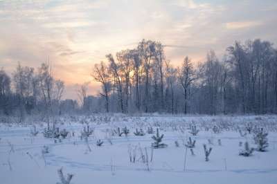 冬季 自然 景观 俄罗斯 雪 日落 树木