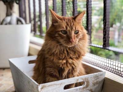 猫 橙色的猫 吉祥物 猫科动物 猫的样子 可爱猫咪