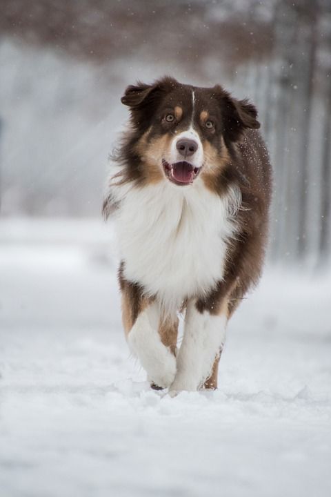 澳大利亚牧羊犬 狗 雪 下雪 宠物 动物 家犬 犬类 哺乳动物