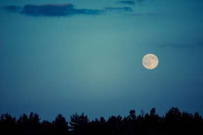 月亮 天空 夜晚 黑暗的 轮廓 树行 自然 黄昏 景观
