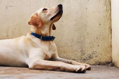 狗 拉布拉多犬 宠物 动物 可爱的 谱系 棕色 国内的 猎犬