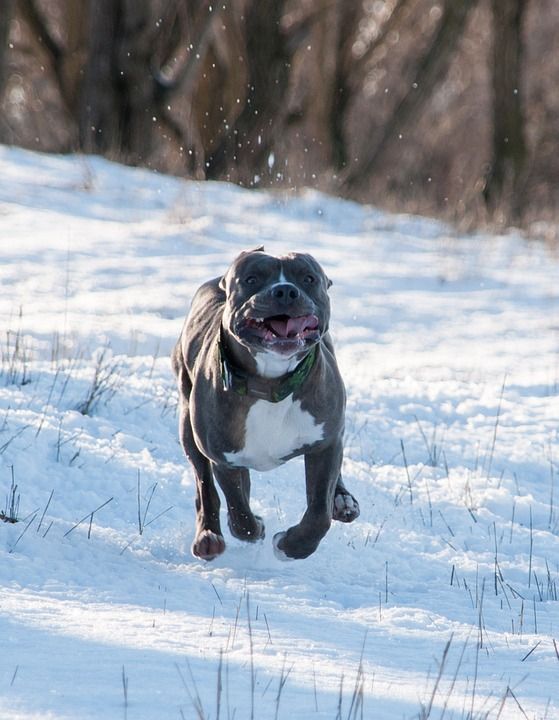 狗 Pitbull 梗犬 动物 冬天 雪