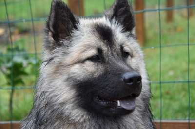 母狗 狗 狗Eurasier蓝色的圣诞节 女性 肖像狗Eurasier