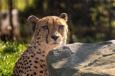 猎豹 动物园 捕食者 自然 动物 猫 野生动物 大猫 野猫