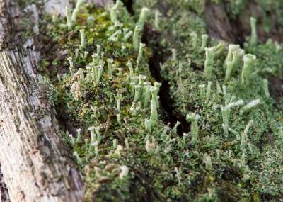 地衣 苔藓 森林 绿色 自然 关闭 植物 树皮 植被 林林下