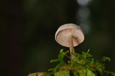 蘑菇 光盘真菌 真菌科学 森林 荒野 苔藓 自然 关闭