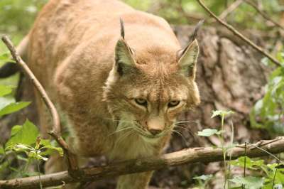 猞猁 猞猁猞猁 Eurasischer 猞猁 猫科 猫 野猫 大猫