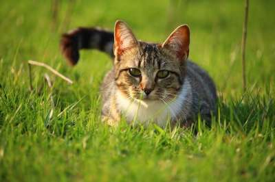 猫 小猫 鲭鱼 虎猫 猫宝宝 年轻的猫 家猫 大花猫