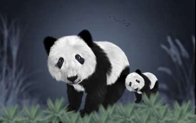 熊猫 熊 小狗 自然 动物园 哺乳动物 动物