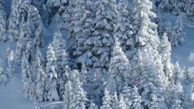 蒂罗尔 坦海默塔尔 冬天 穷乡僻壤Skiiing 雪景 树木 冷杉林