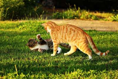 猫 小猫 鲭鱼 虎猫 红虎斑 红猫 游戏 草
