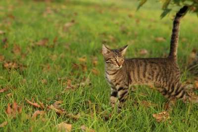 猫 公园 草 绿色 小猫