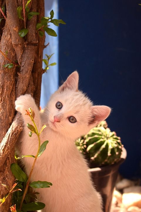 猫 俏皮的 宠物 小猫 可爱的 动物 毛皮 甜的 基蒂 年轻
