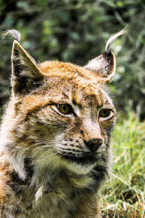 猞猁 大猫 捕食者 猫 野猫 动物 荒野 哺乳动物 自然