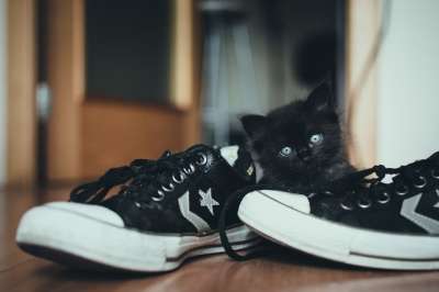 动物 猫 可爱的 鞋类 在室内 小猫 宠物 鞋 运动鞋