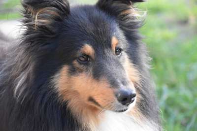 狗 年轻的狗 肖像狗的档案 设得兰群岛牧羊犬 设得兰群岛的三色的牧羊犬