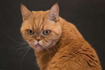 英国短毛猫 孵化 猫 家畜 毛皮 品种猫 纯种 宿醉 可爱的