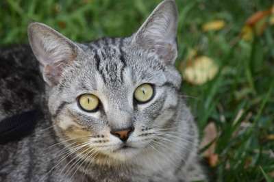 猫 小精灵鲍勃 猫科动物 宠物 胡须 毛皮 动物 哺乳动物 品种