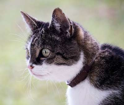 猫 家猫 家畜 动物 野生动物 鲭鱼 白色的