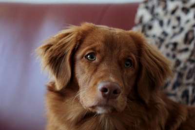 小狗 新斯科舍鸭收费猎犬 收银员 宠物 犬类 狗 动物