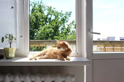 猫 小猫 红色的 夏天 休息 阳光明媚的 家 猫科动物 毛皮