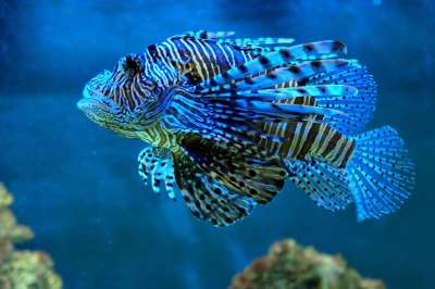 鱼 蓝色的 水 热带鱼 自然 水族馆 蓝色的鱼 热带鱼 热带鱼