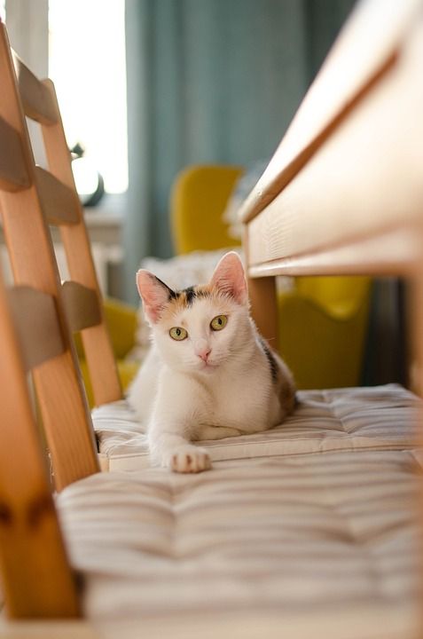猫 放宽 宠物 家猫 Cz 普通猫 冷静的猫