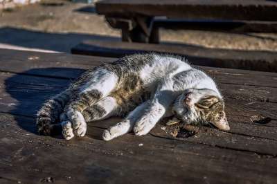 猫 睡眠 宠物 动物 可爱的 懒惰的 休息 甜的 肖像